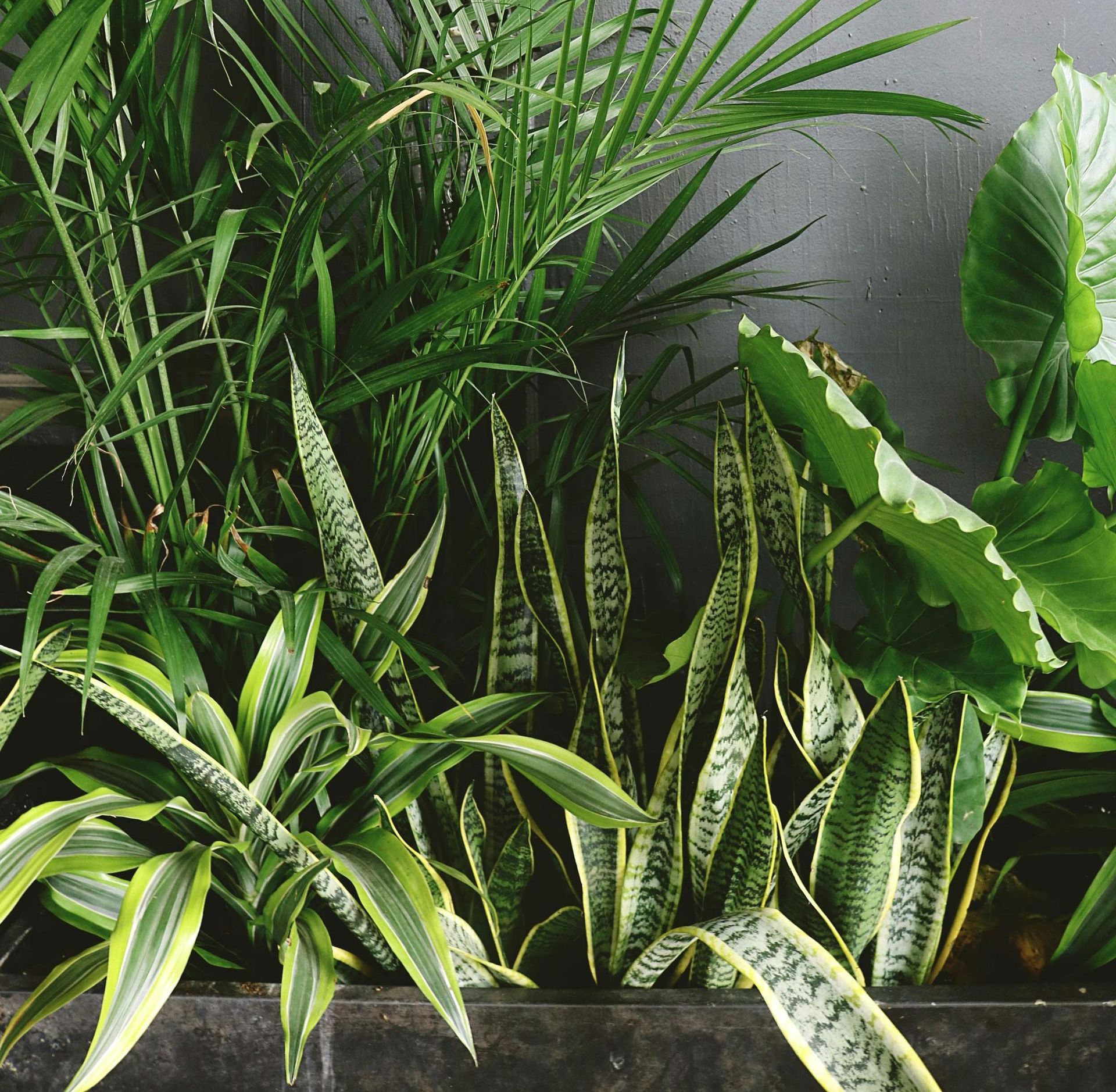 A planter filled with lots of green houseplants including a palm tree