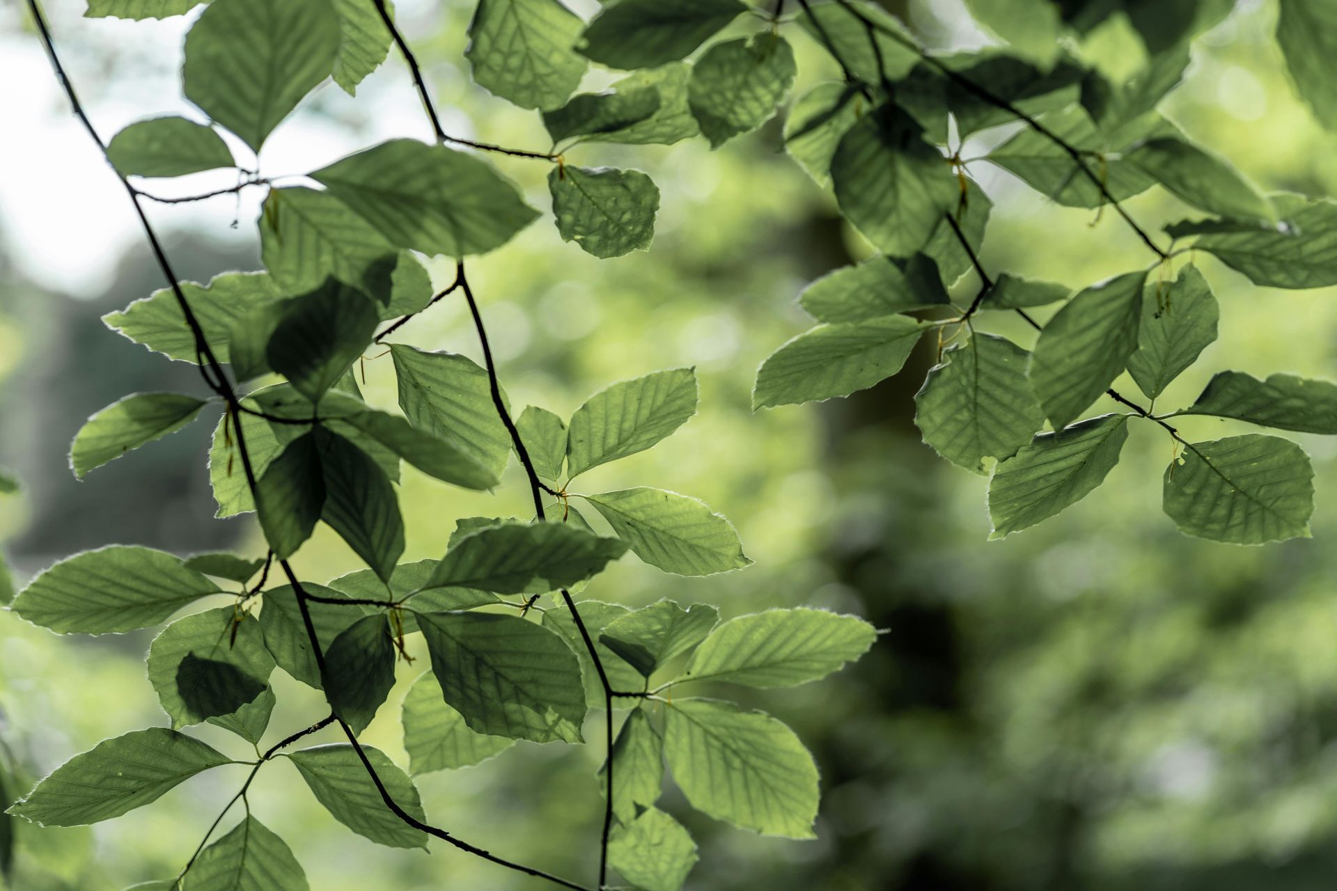 a close up of beech leaves with a sky background