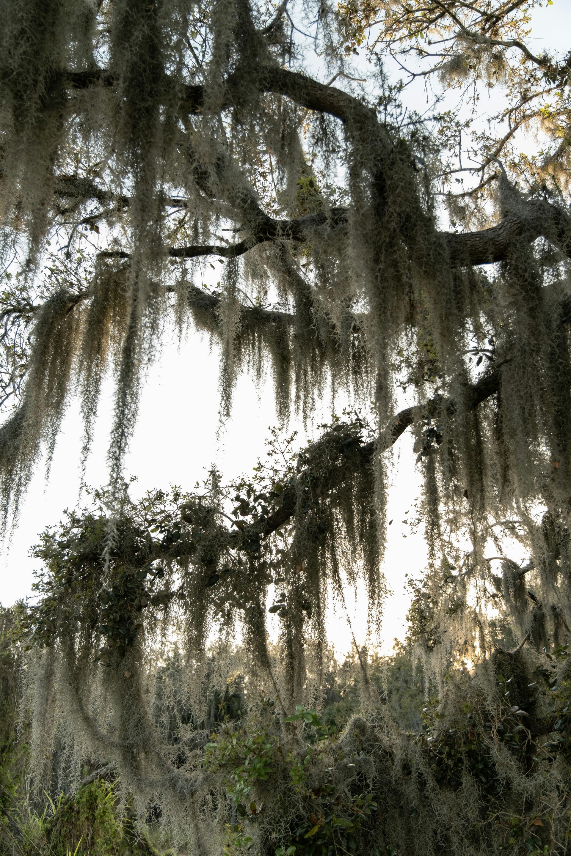 Southern live oak with hanging Spanish moss, bright sky in the background.