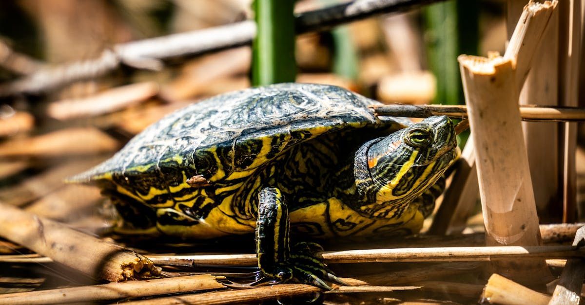 A small turtle is sitting on a stick in the water.