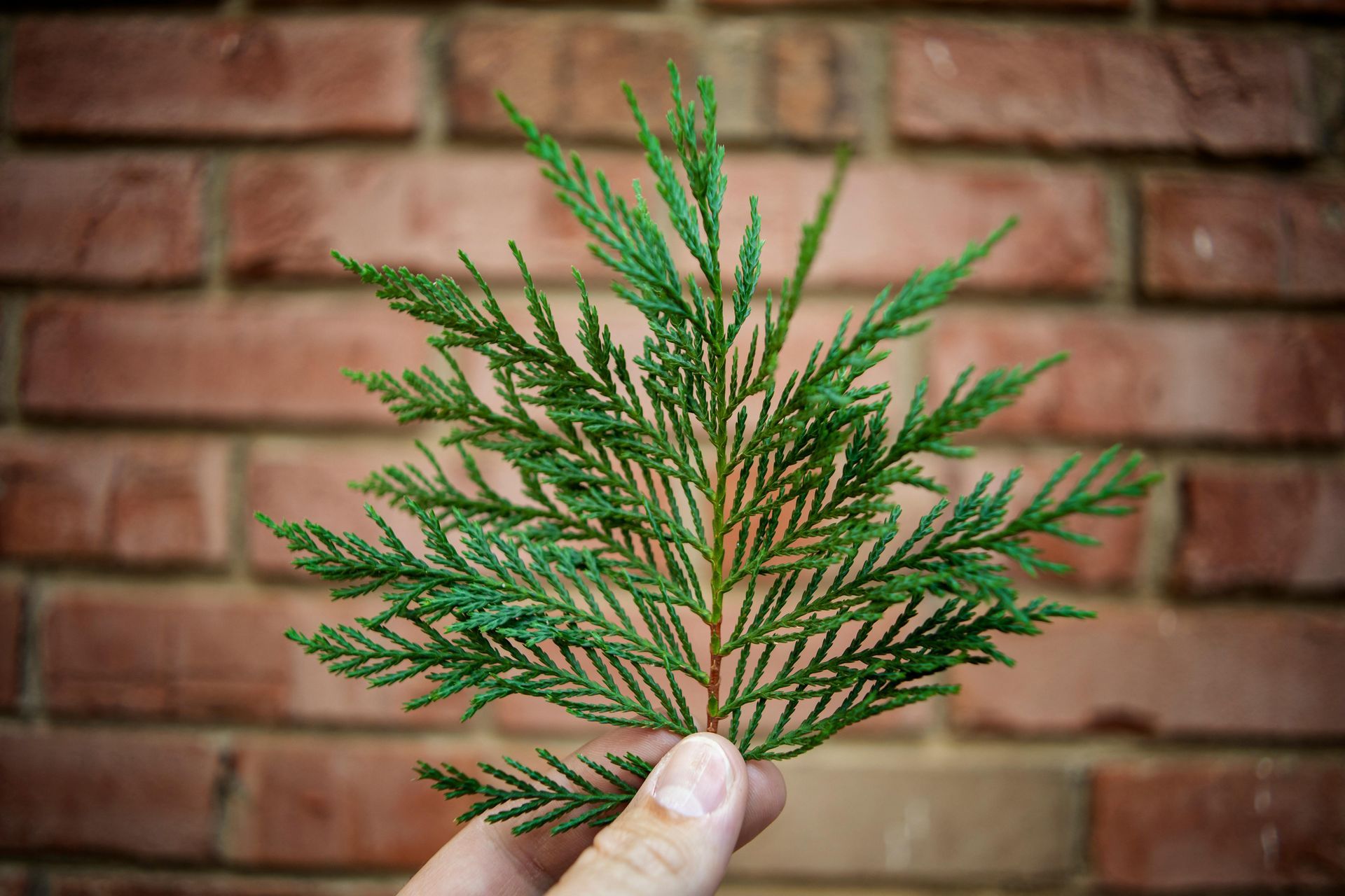 A large pine tree in a park with lots of green leaves.