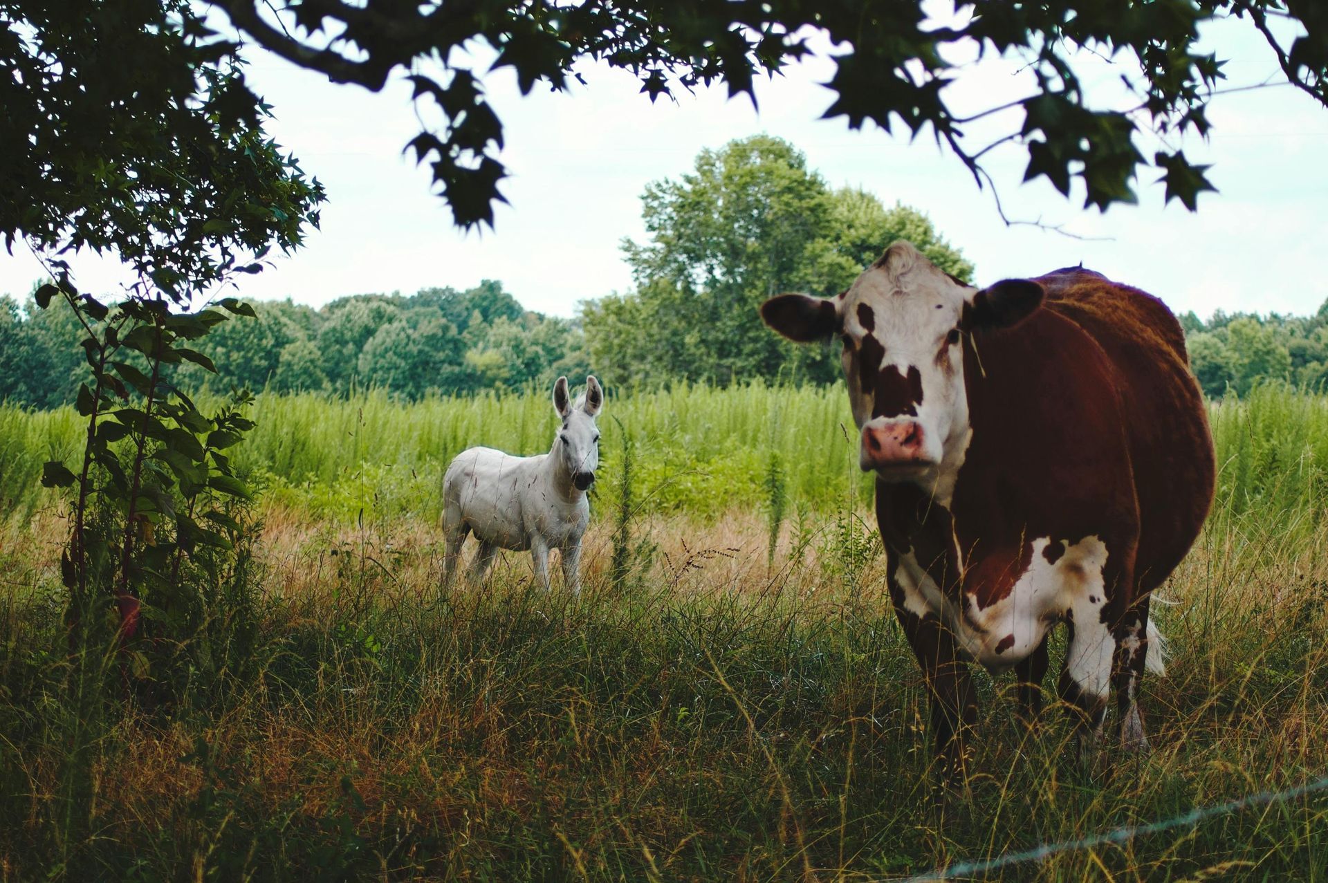 A brown and white cow stands in a grassy field next to a small, white donkey, framed by tree branches overhead.