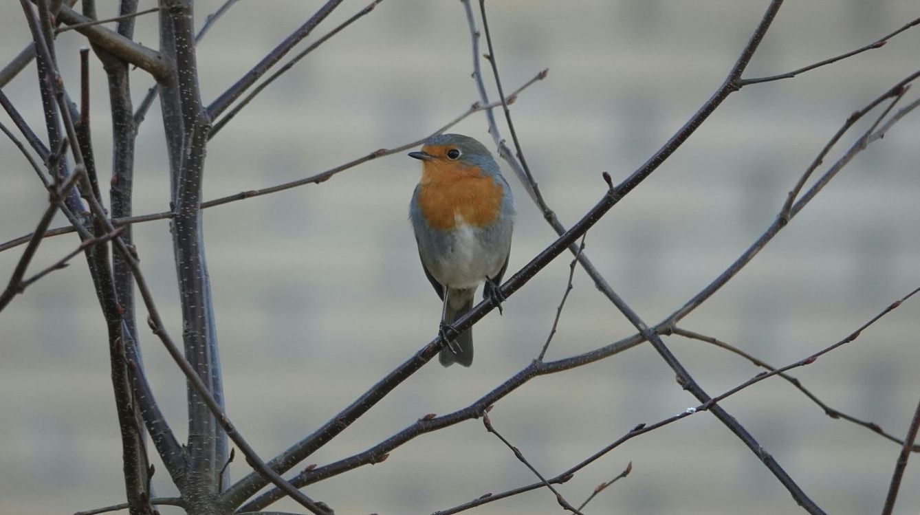 A small bird perched on a tree branch