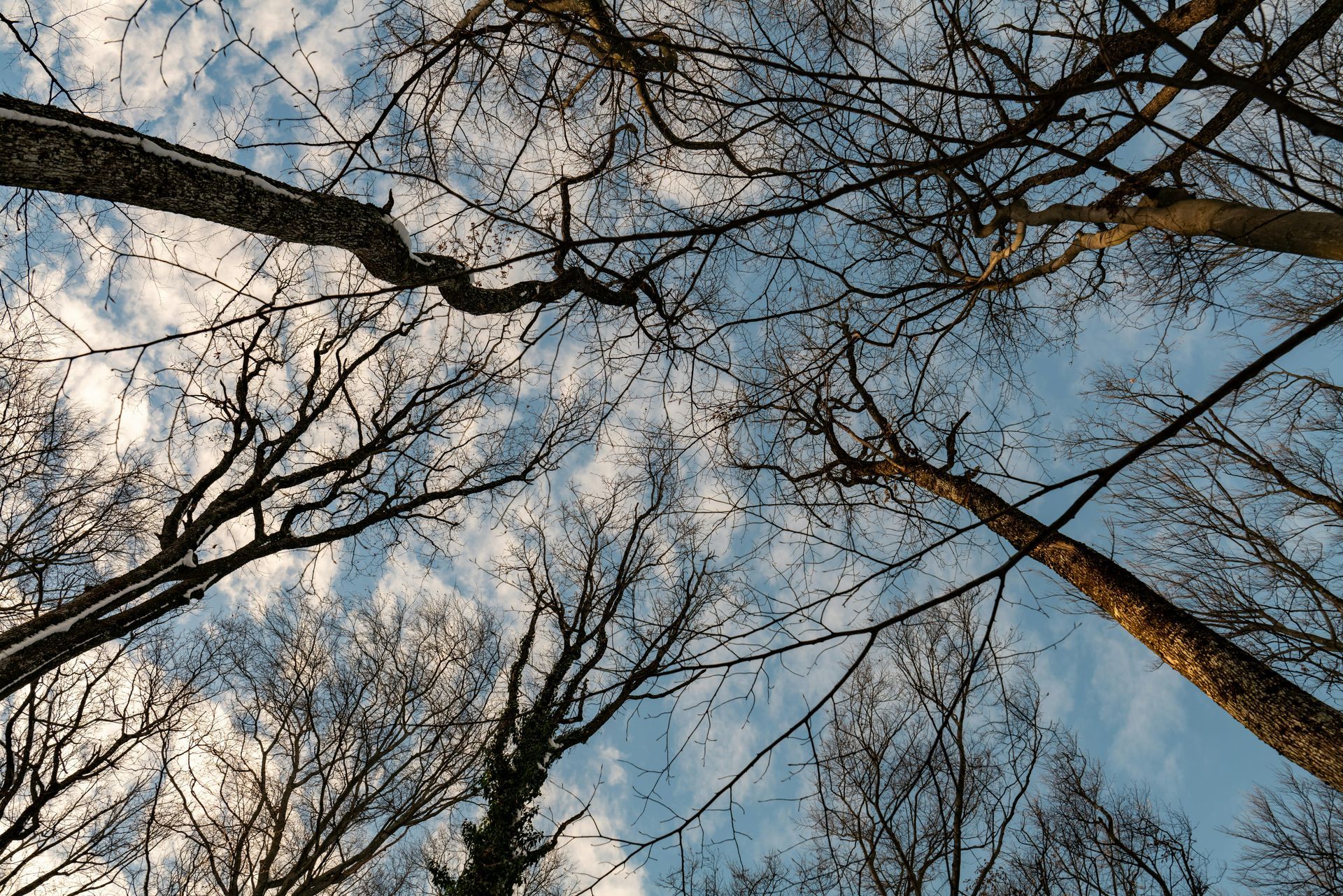 many trees and branches extending upward into the cloudy sky