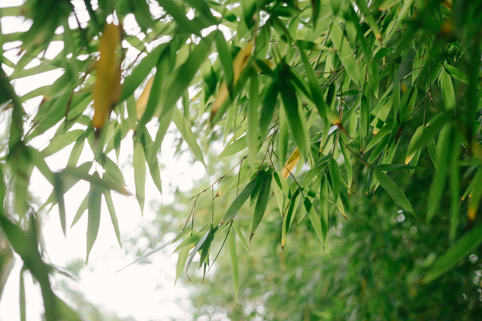 A close up of a bamboo tree with lots of green leaves