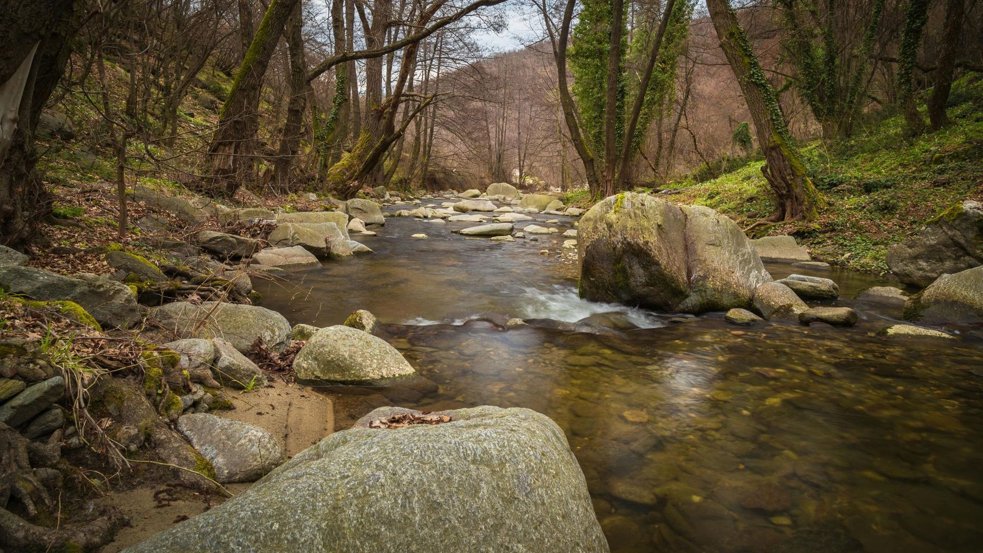 A river in the middle of a forest surrounded by trees and rocks.