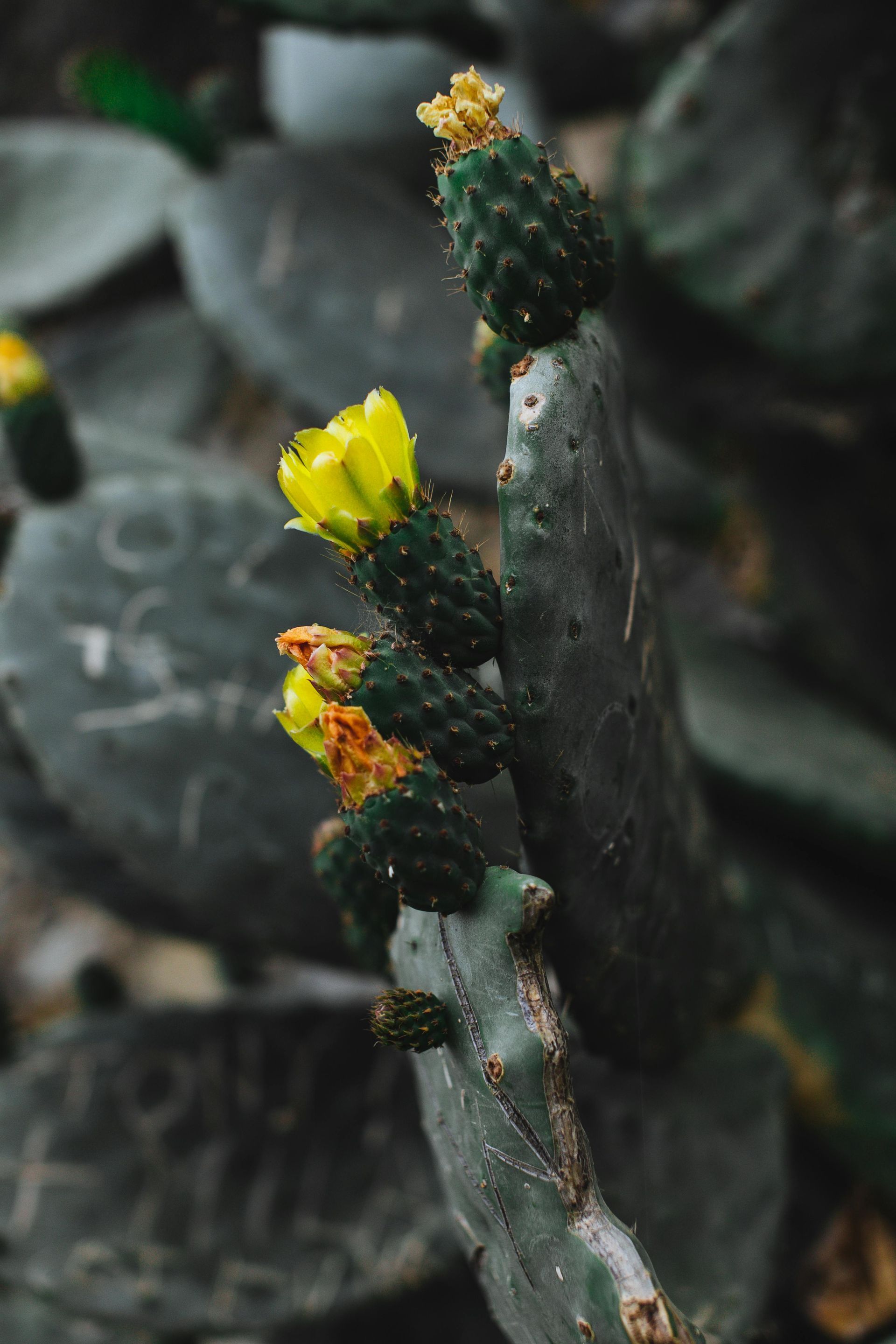 A prickly pear cactus with yellow flowers and green buds against dark, textured pads.
