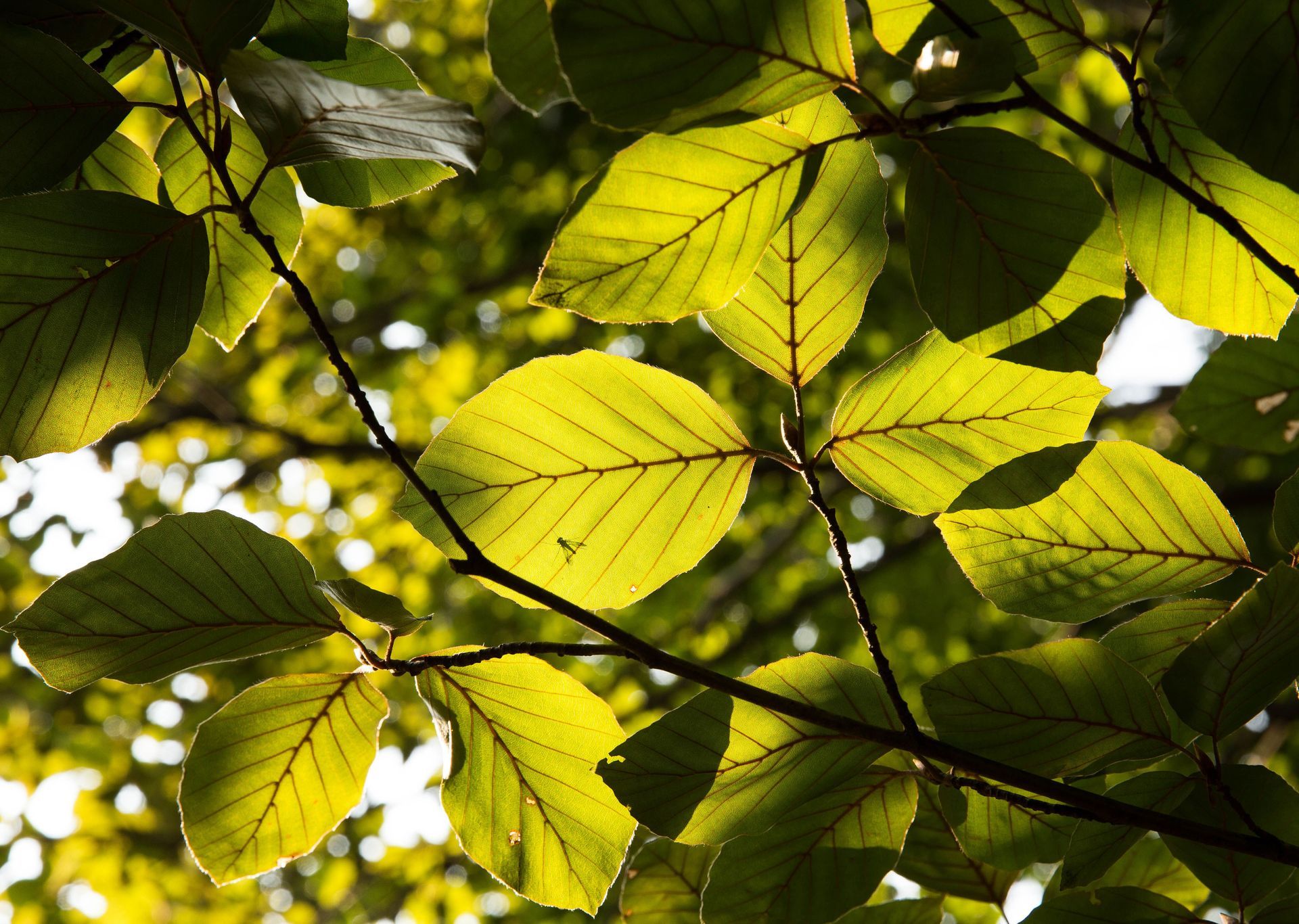 Sunlit yellow-green leaves on tree branches, backlit against a bright sky