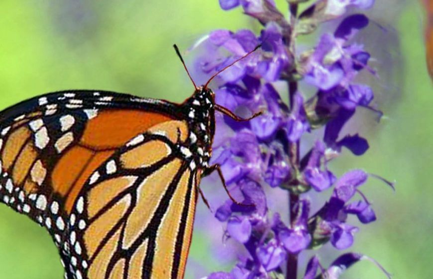 A monarch butterfly is perched on a purple flower.