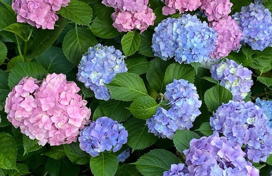 A bunch of pink and blue hydrangea flowers with green leaves