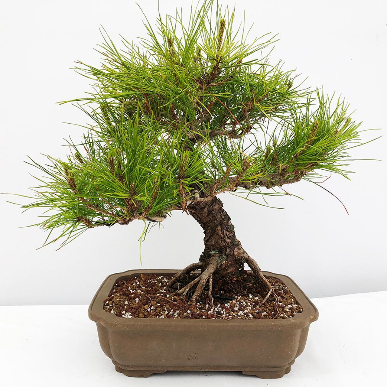 young bonsai in pot