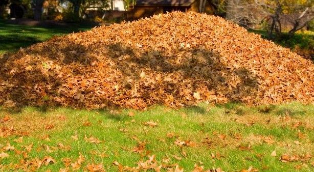 leaf pile