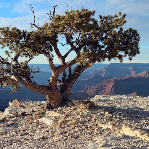 A tree is sitting on top of a rocky cliff overlooking the grand canyon.