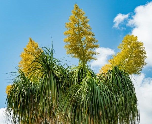 A palm tree with yellow flowers against a blue sky