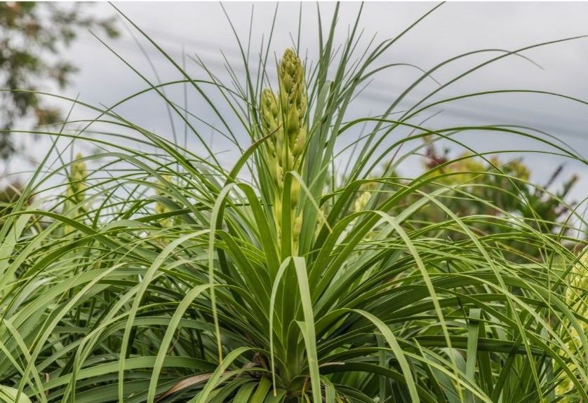 A close up of a plant with lots of green leaves