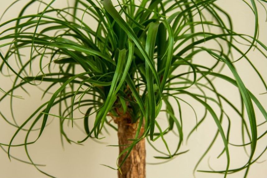 A close up of a palm tree with lots of green leaves against a white wall.