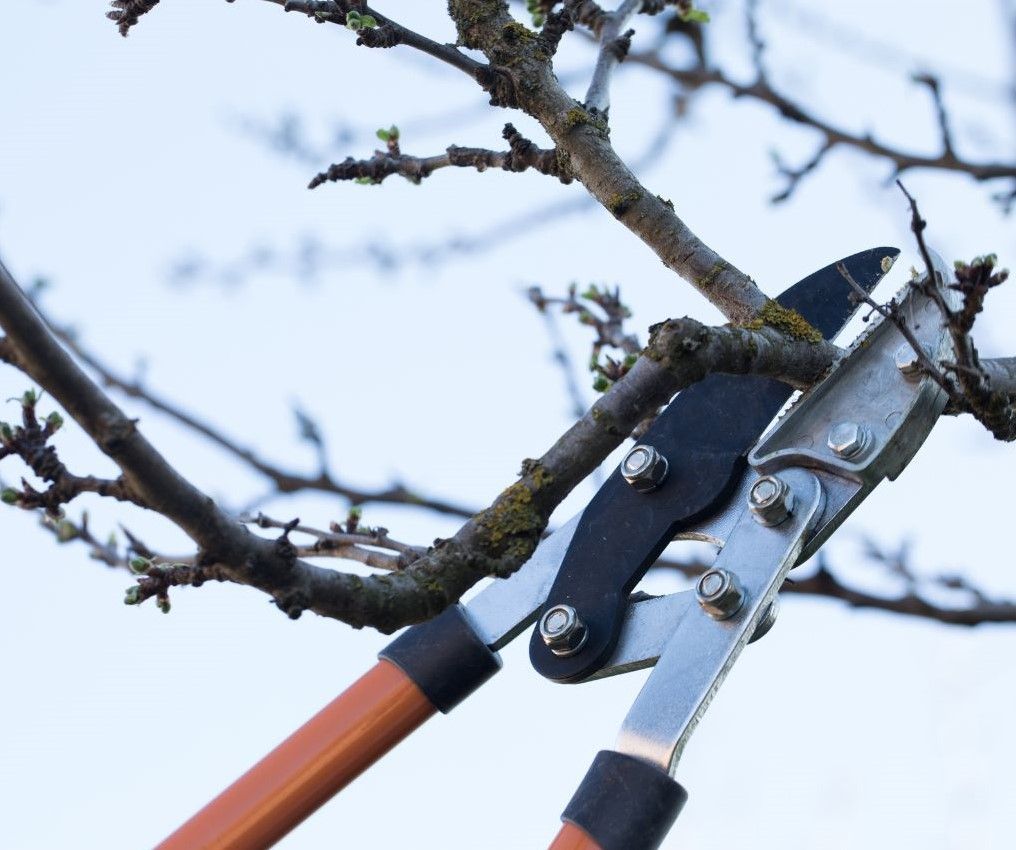 A pair of pruning shears cutting a tree branch