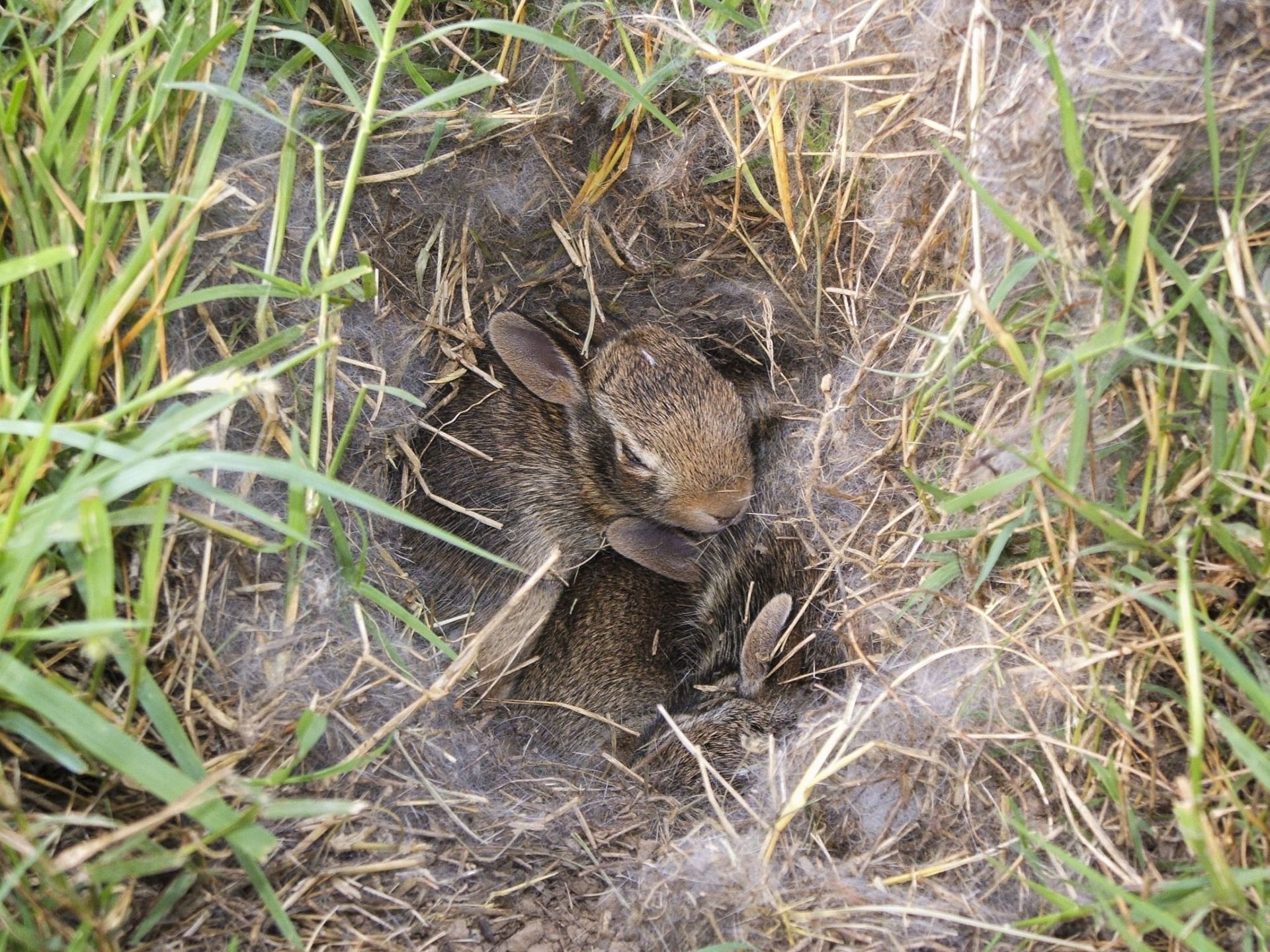 rabbit nest with a baby rabbit