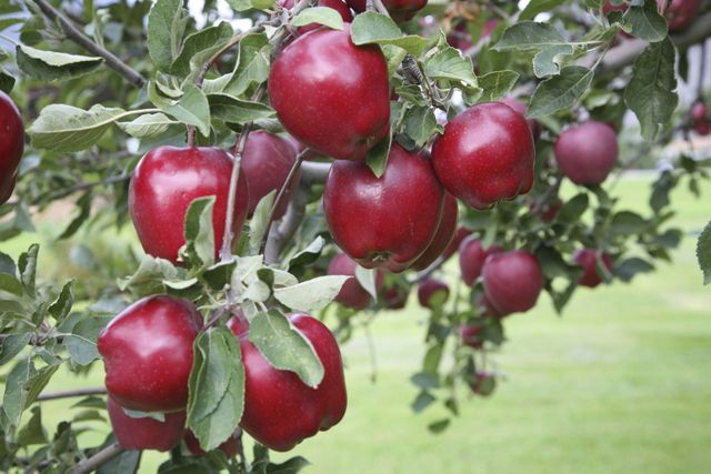 Red Delicious apples suck, so good thing they're no longer the  most-produced in American orchards.