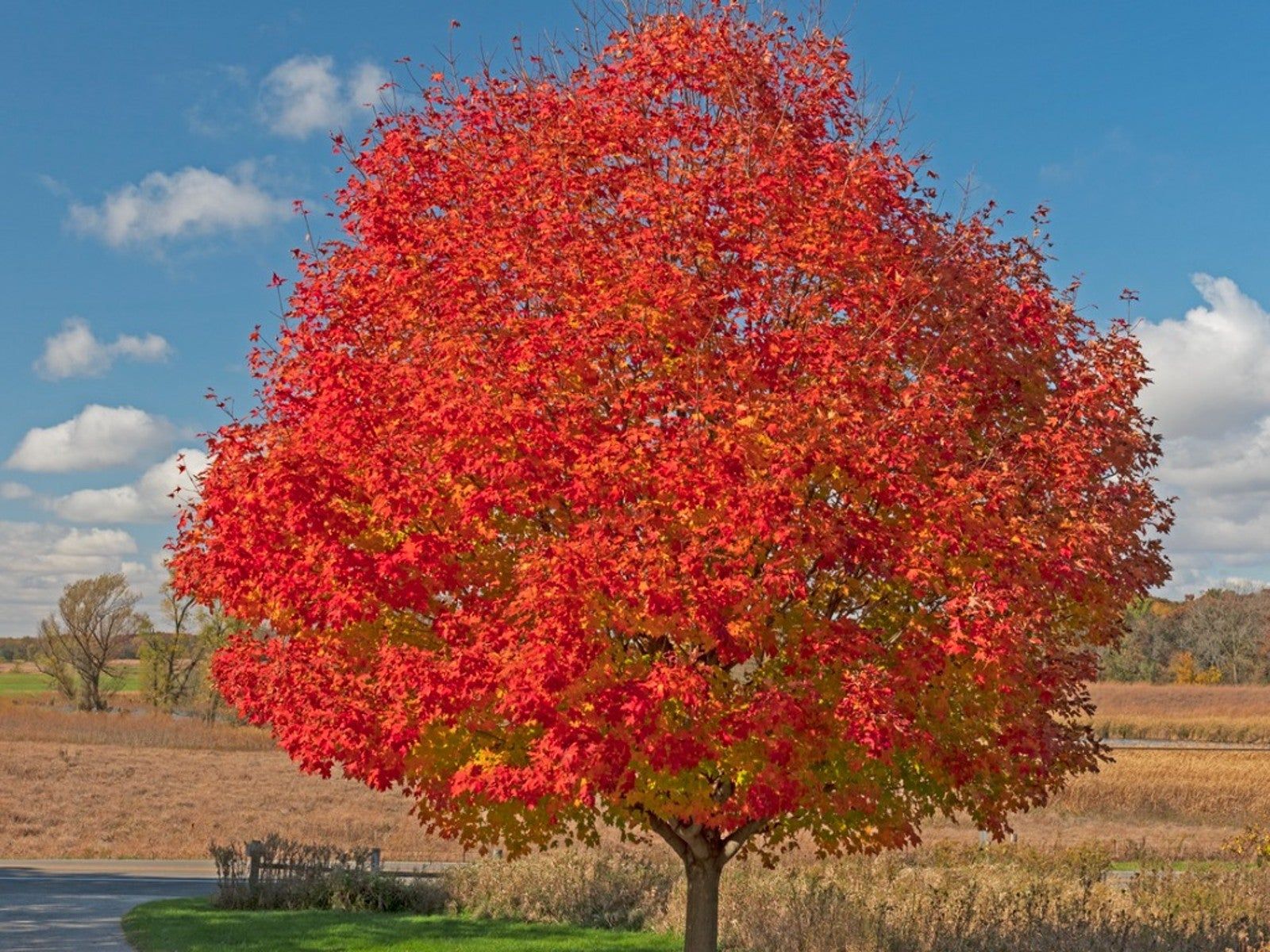 A tree with red leaves is in the middle of a field