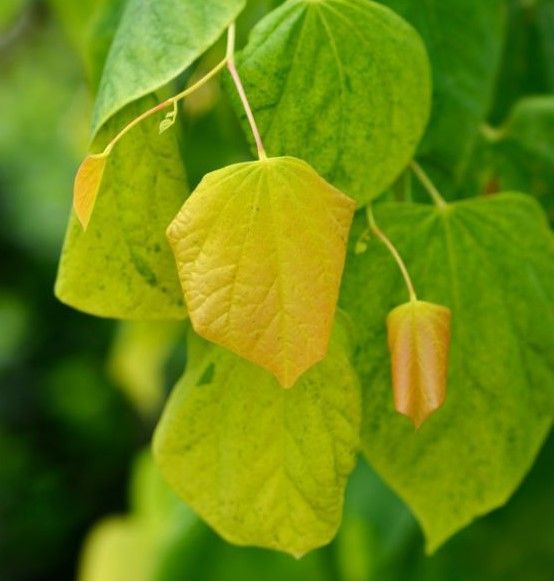 a yellow and green tree