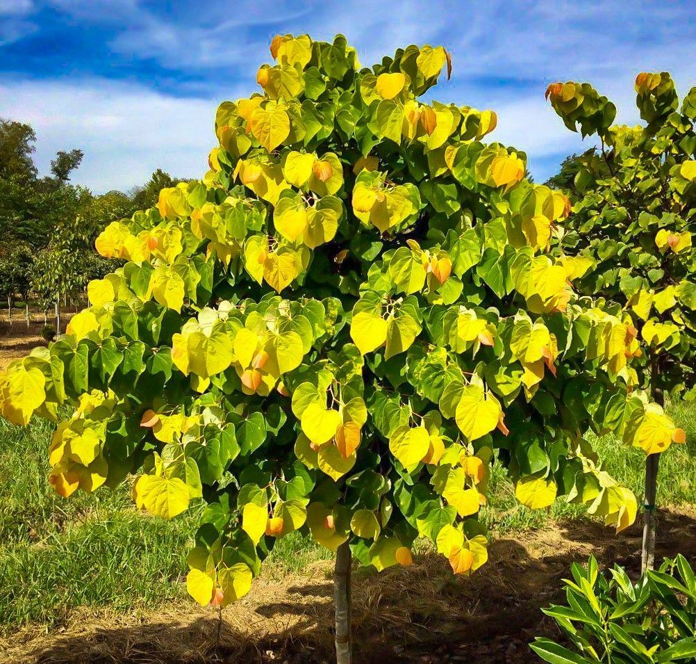 a yellow and green tree in an orchard