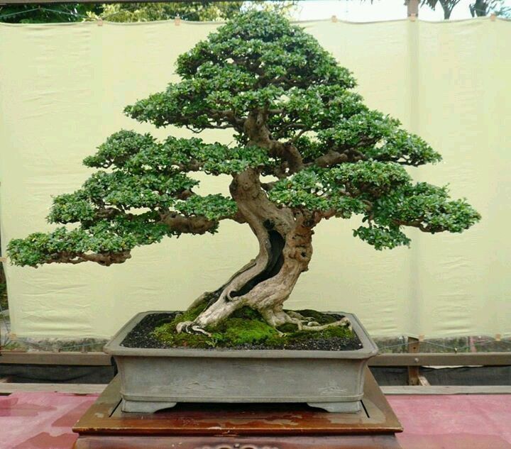 bonsai with sabamiki feature