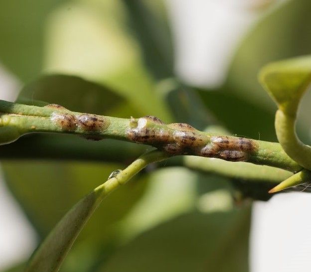 A close up of a plant with a bug on it