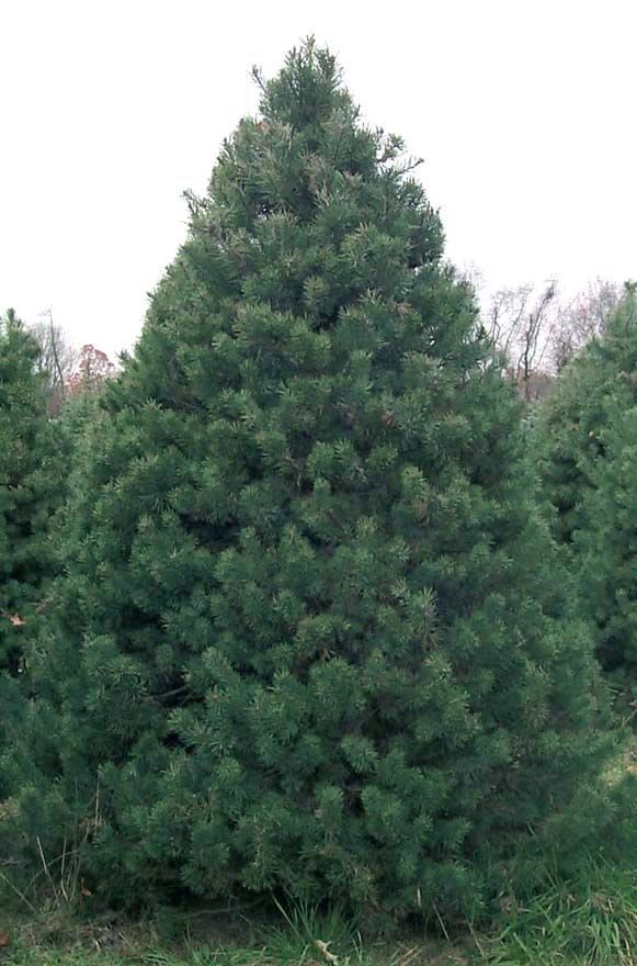 A large pine tree is standing in the middle of a field.