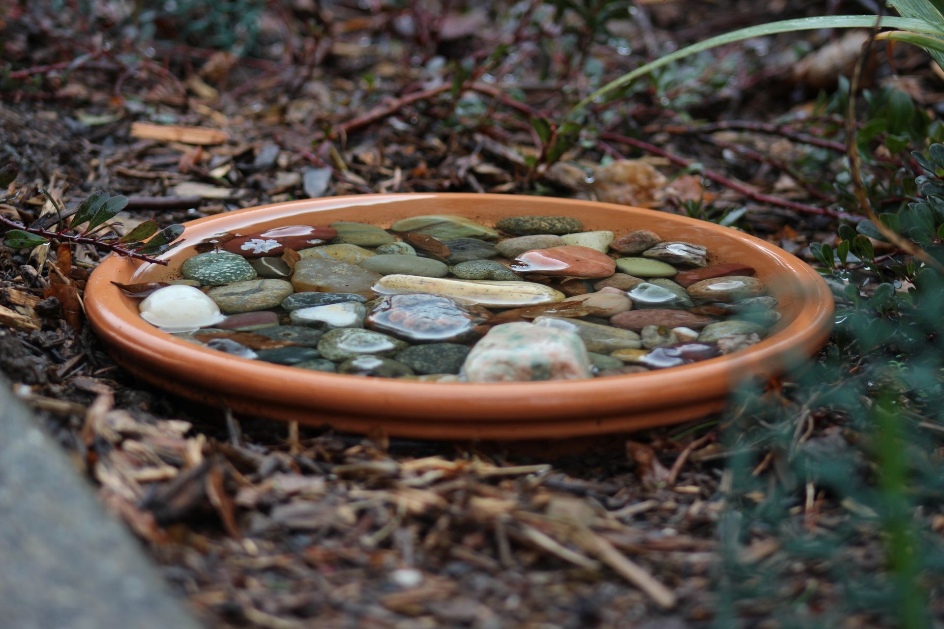 shallow dish of water and rocks