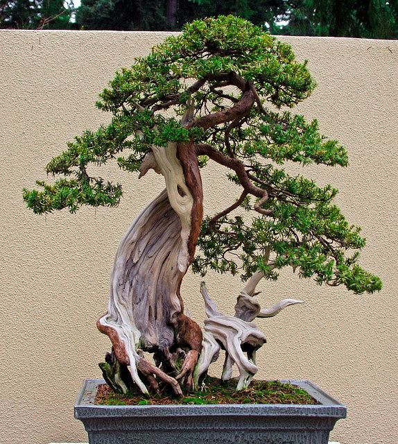 bonsai with shari feature