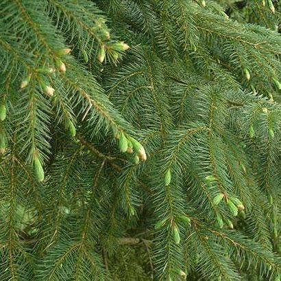 A close up of a pine tree with green buds growing on it.