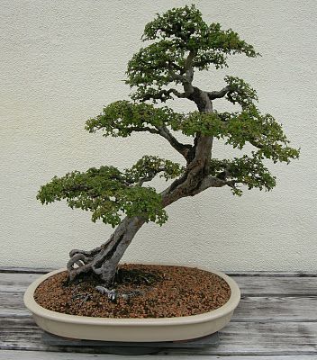 slanting style bonsai