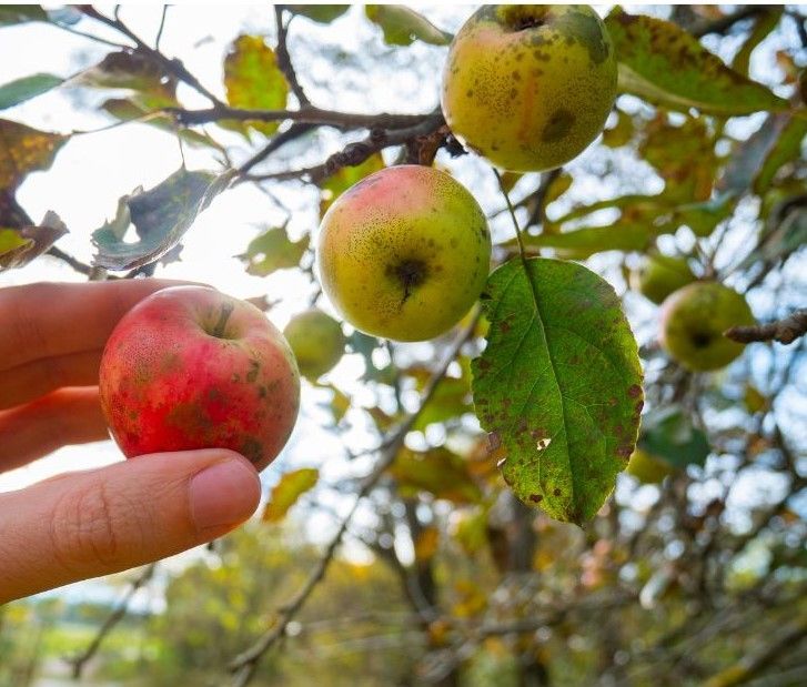 sooty blotch on apple