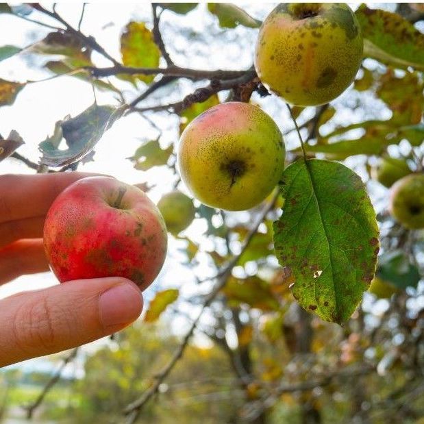 sooty blotch on apple