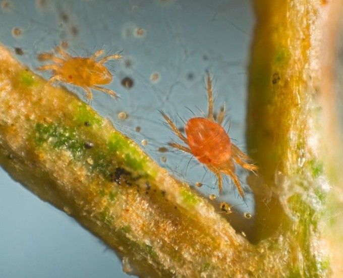 A close up of a spider on a plant branch.