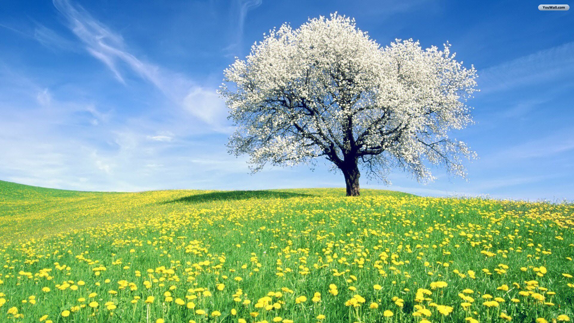 A tree with white flowers is in the middle of a field of yellow flowers.