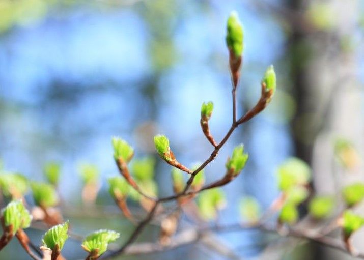 A close up of a tree branch with green leaves growing out of it.