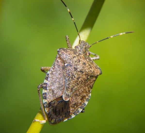 stink bug on leaf