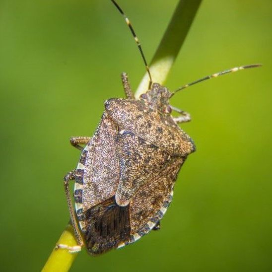 stink bug on leaf