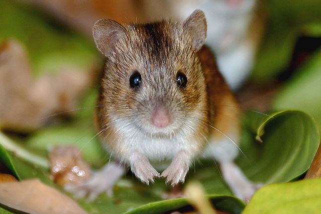 Harvest Mice - NWF