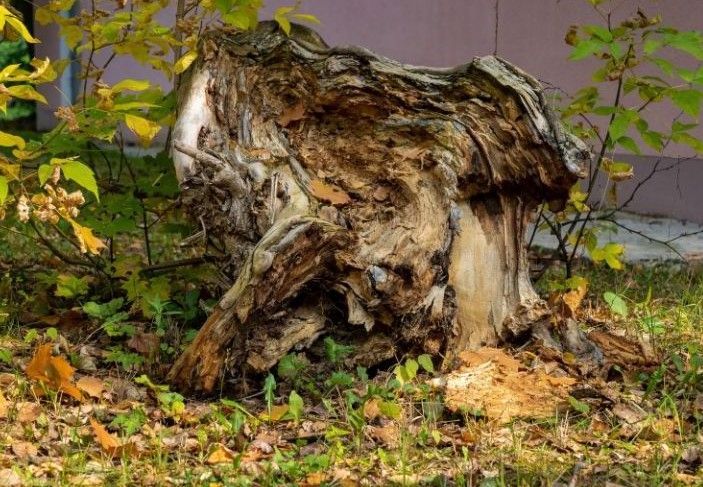 A tree stump