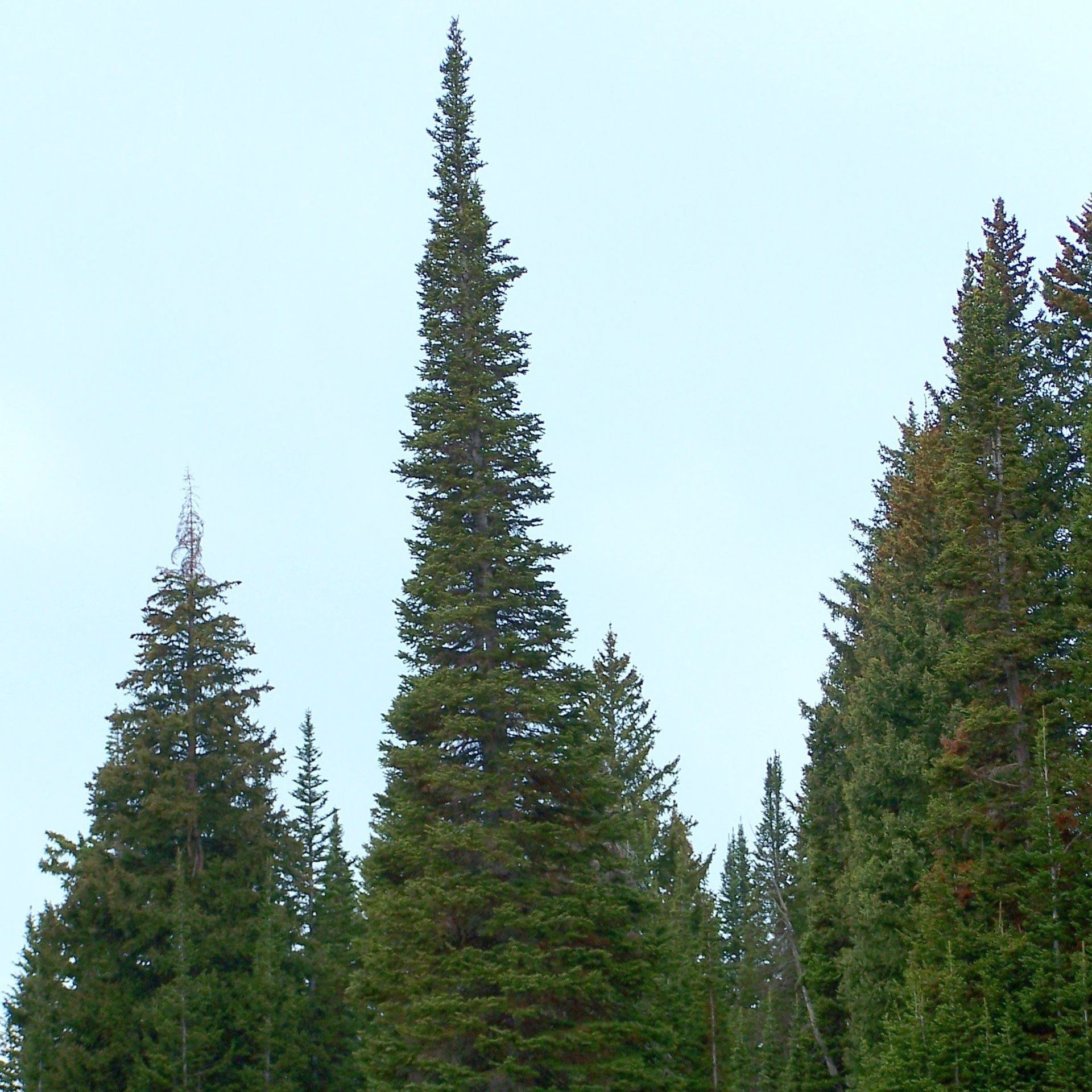 A group of tall trees against a blue sky