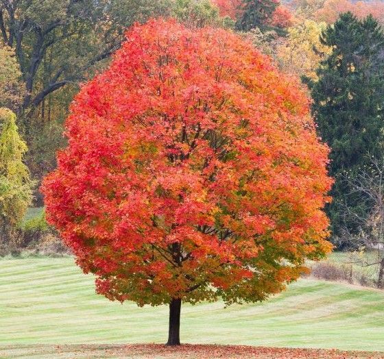 Sugar Maple