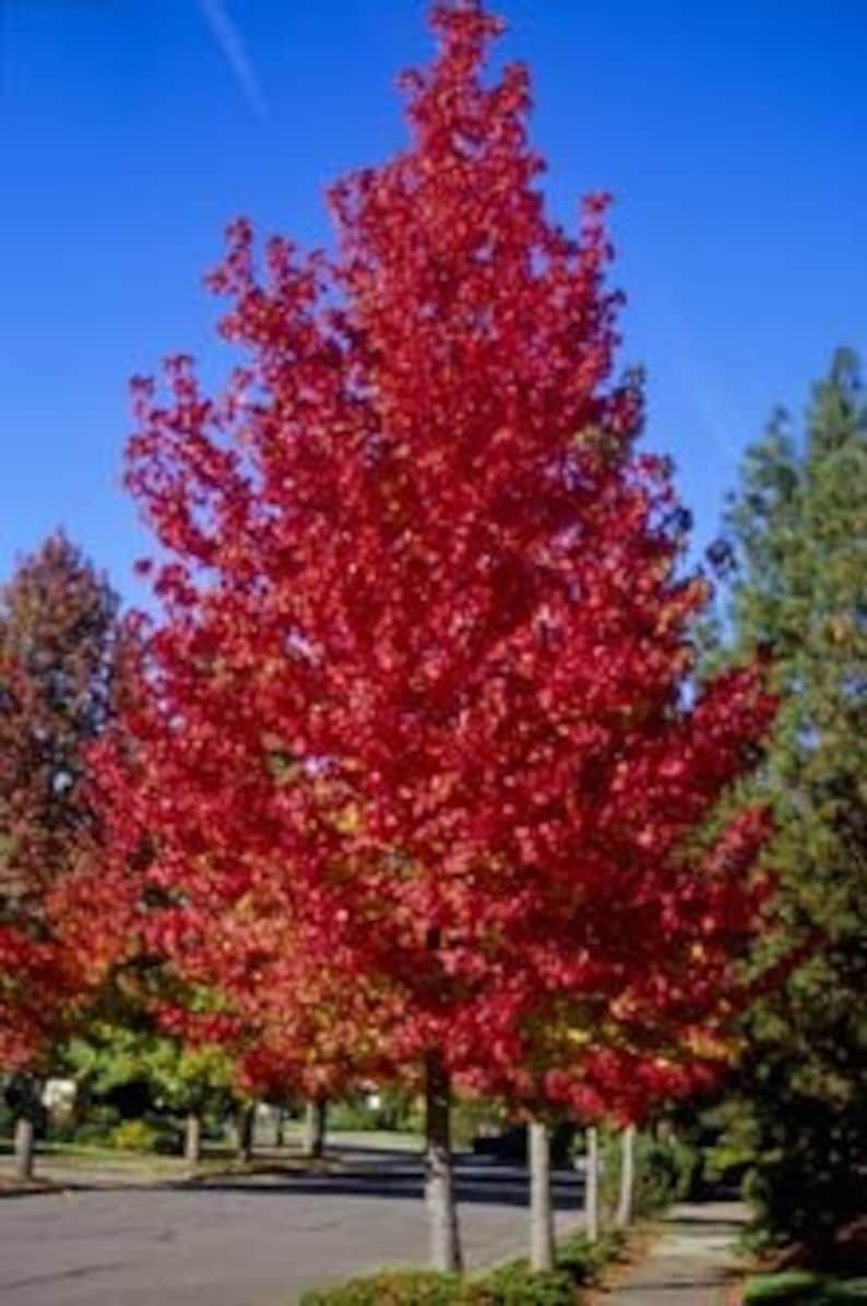 A tree with red leaves is in a parking lot