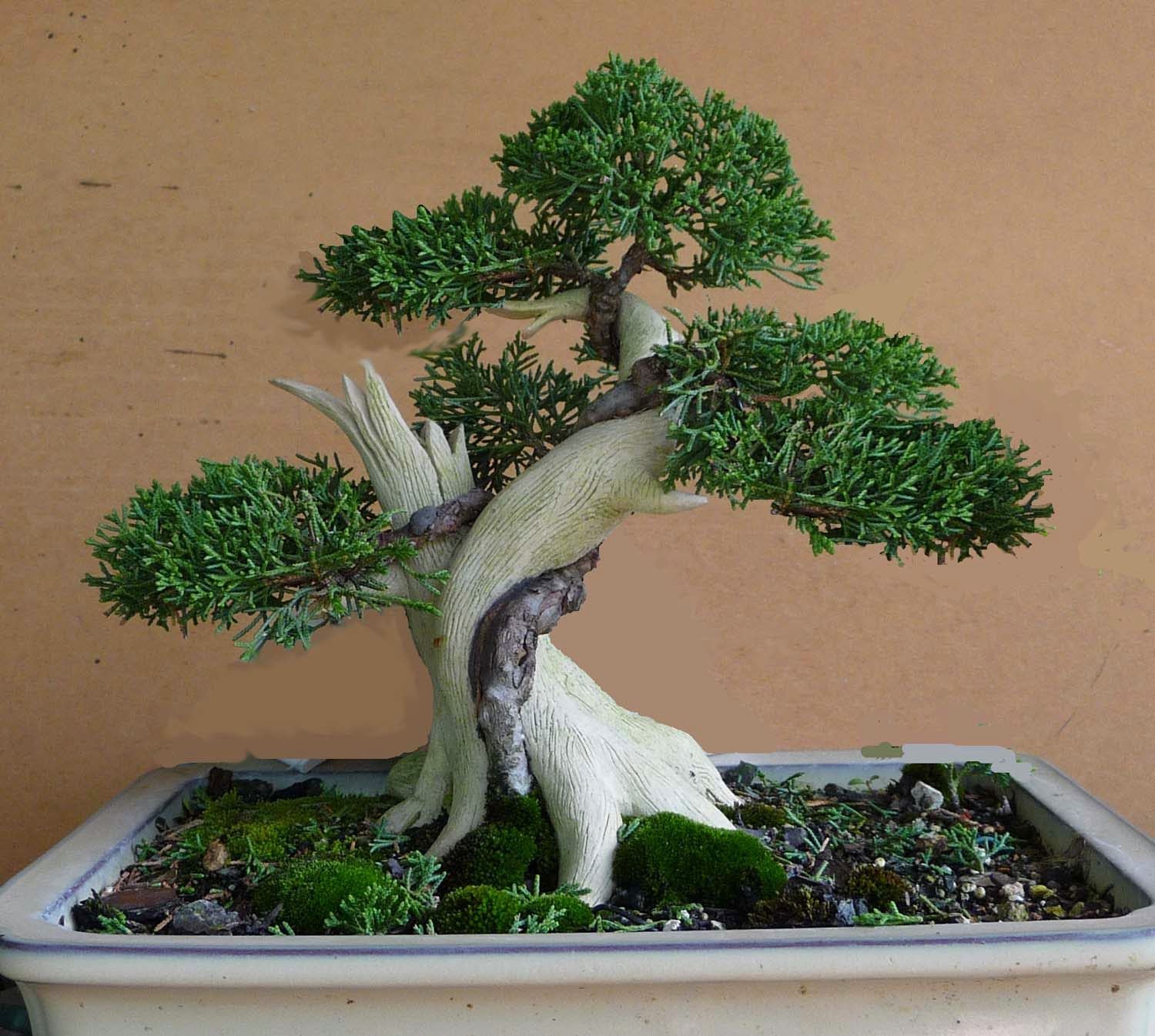 bonsai with tanuki feature