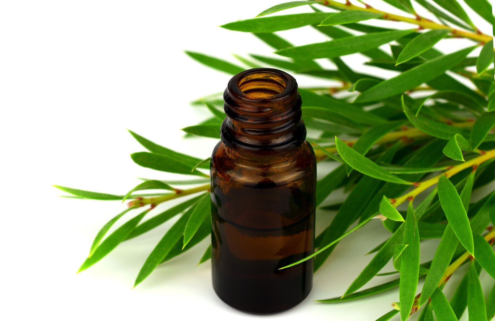 A bottle of tea tree essential oil next to a tree branch.