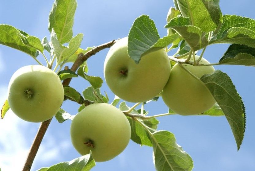 tip bearing apples on branch