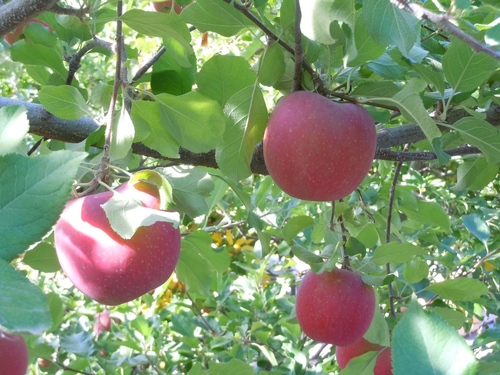 tip bearing apples on branch