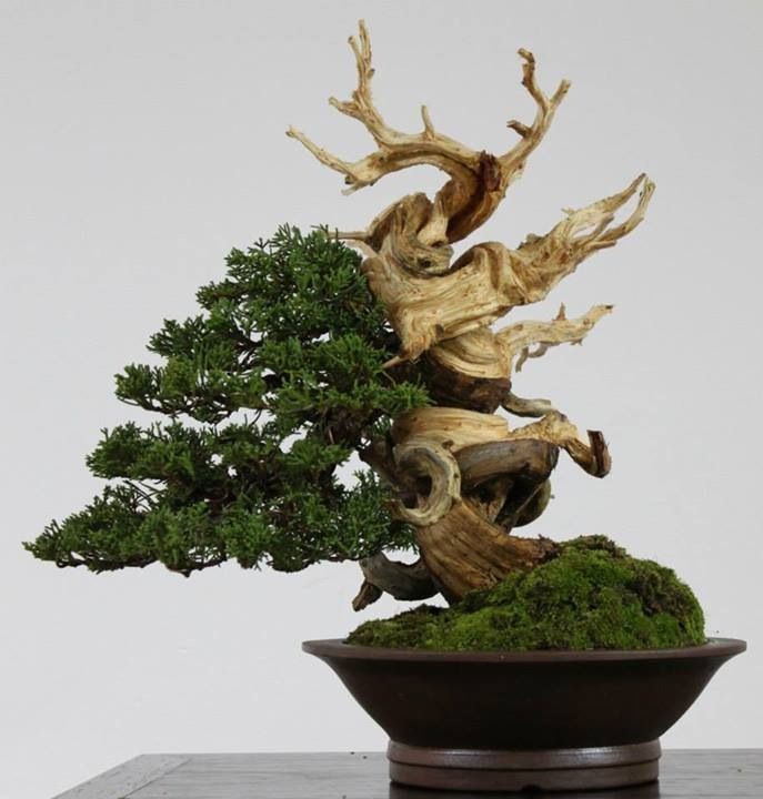 bonsai with deadwood feature